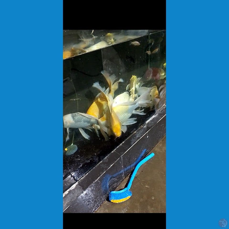 kumpaiy gendrong 38 40 43 45 50 cm 7 ekor