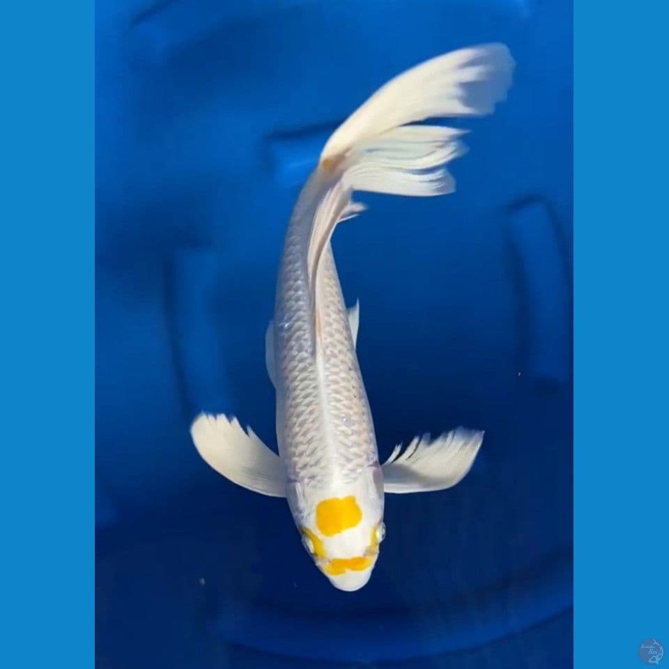 yellow tancho berkumis