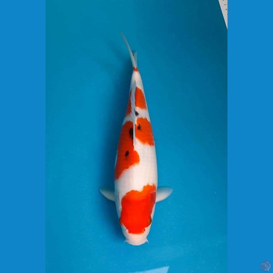 SANKE 36CM