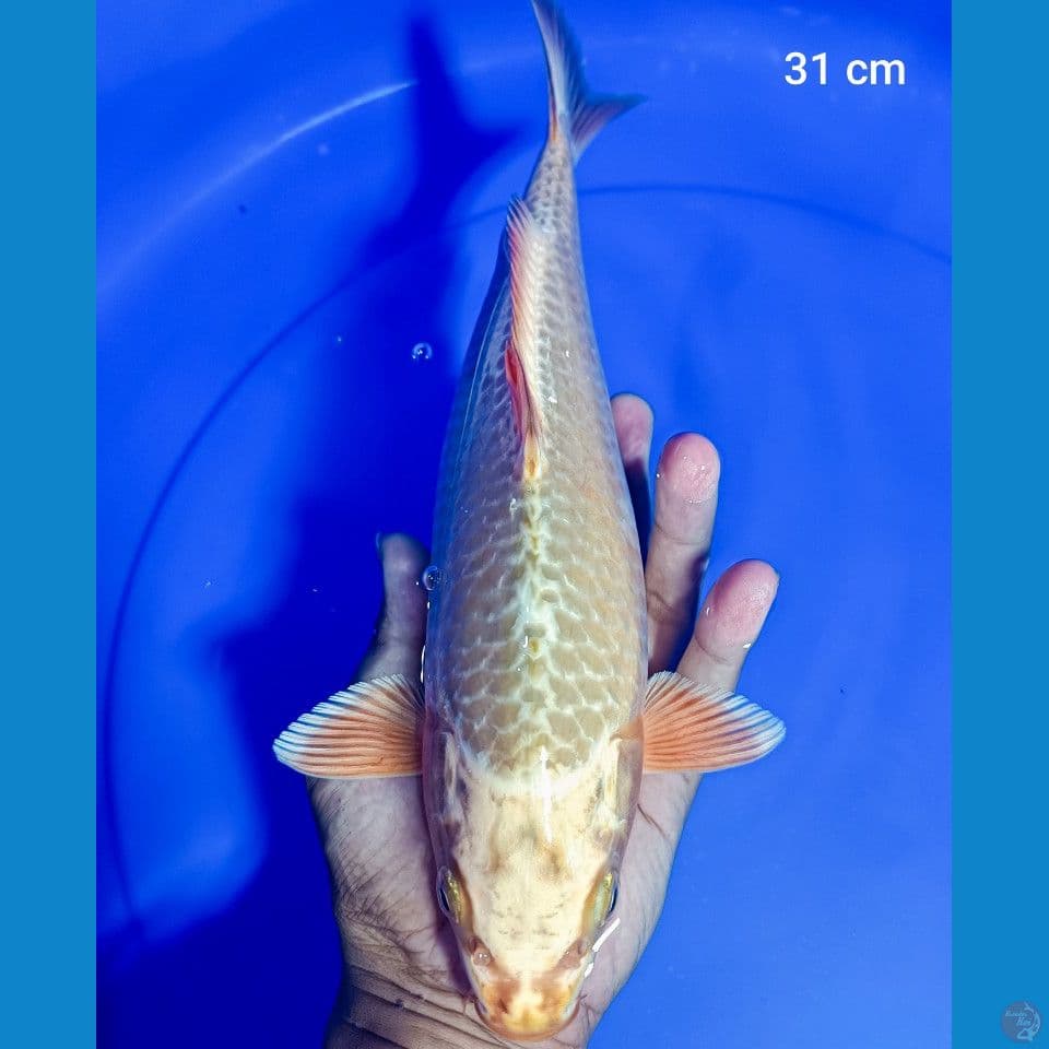 Mukasi 31 cm