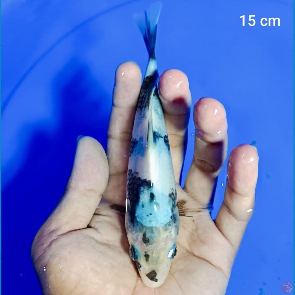 bahan keep 15 cm