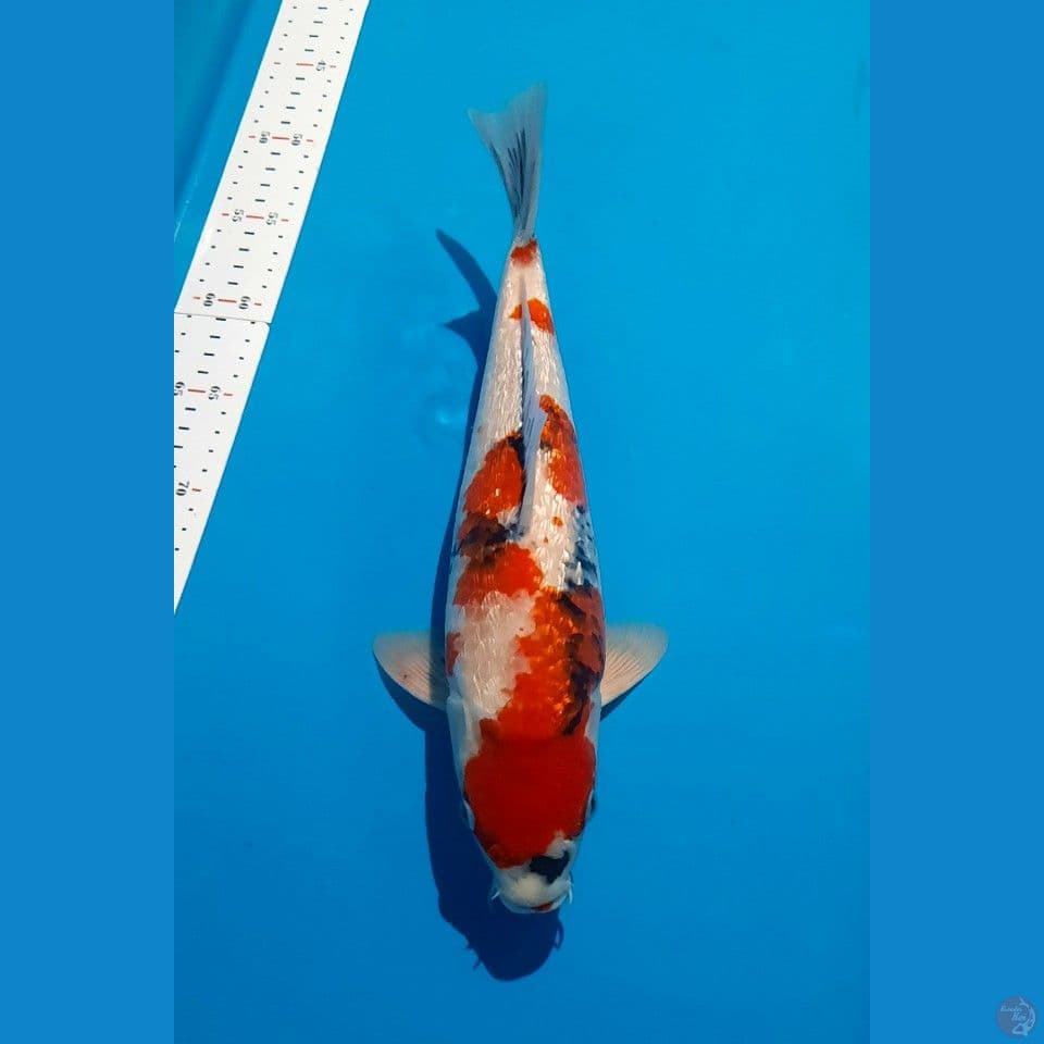 SHOWA GINRIN 36CM IMPORT OGATA