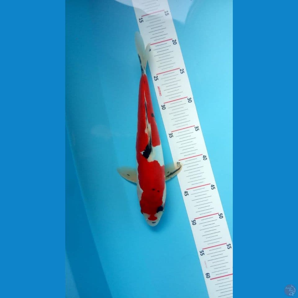 sanke doit 30cm