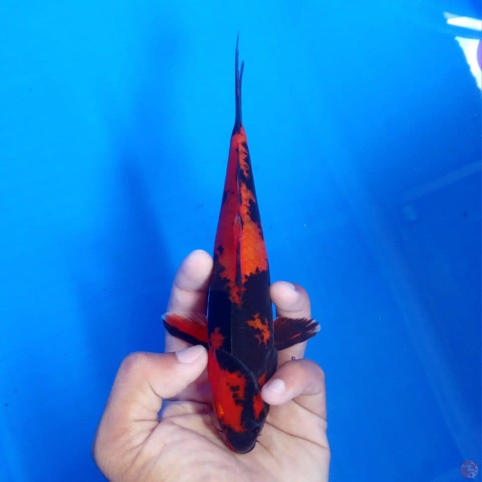 HI UTSURI GINRIN 20CM