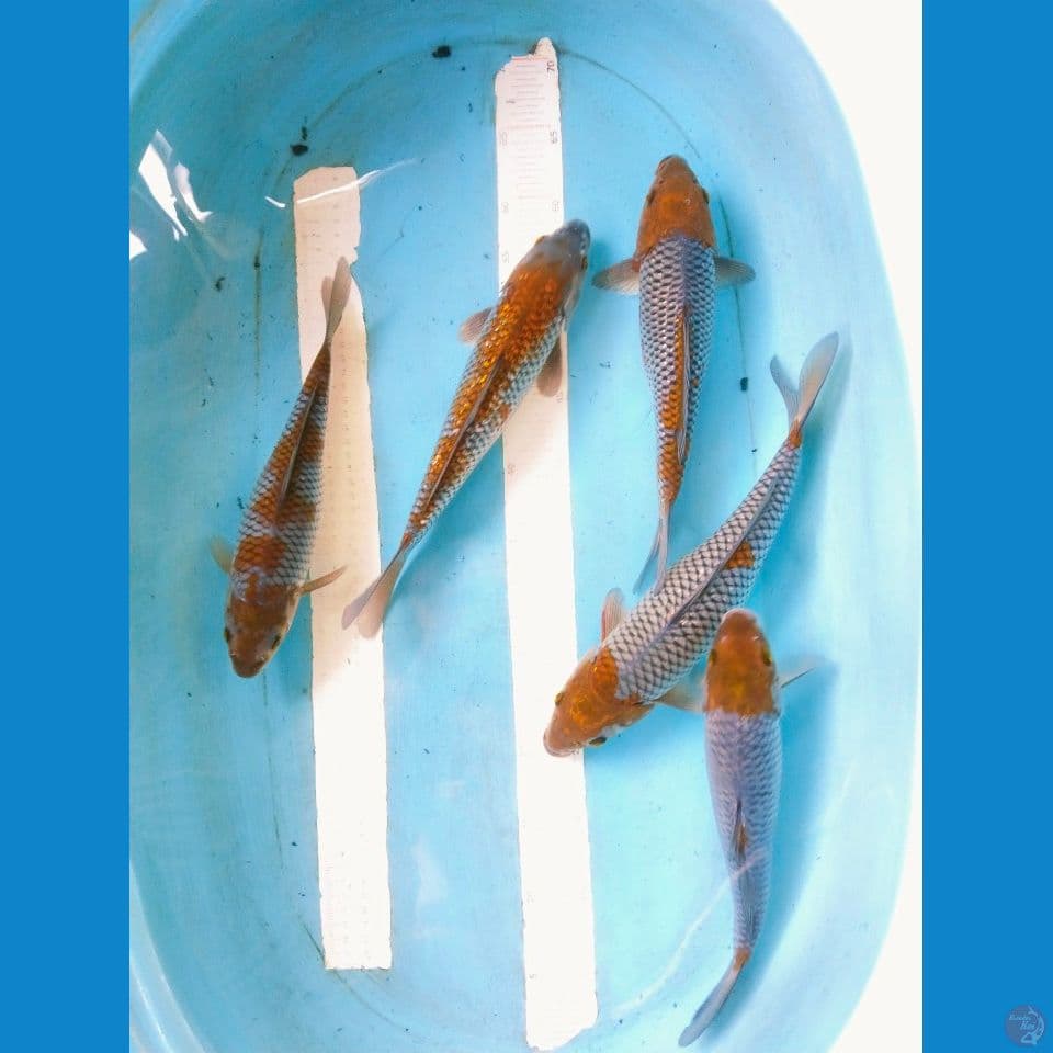 ochiba 29-33cm