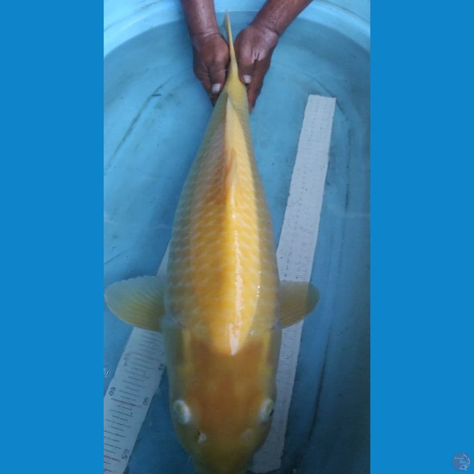 karashi 70 cm bonus serty juara 3 all indo pssiruan