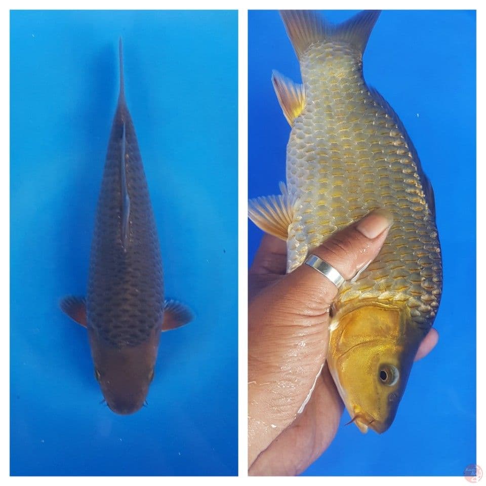 Chagoi male 24cm munuk ring joosss SQ