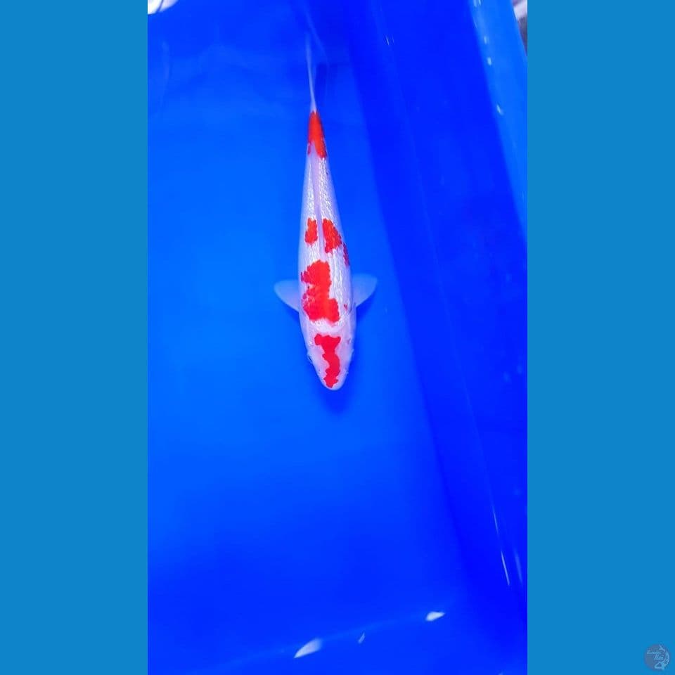 kohaku ginrin full 24cm