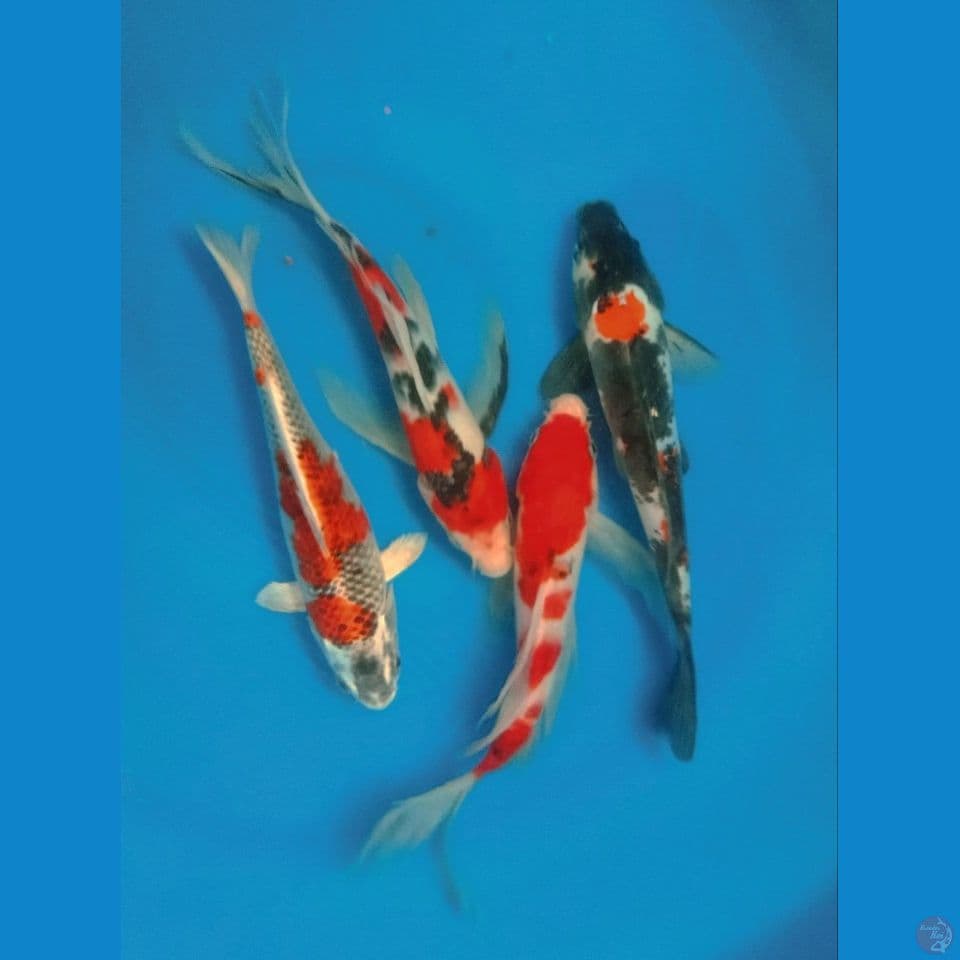 MIX 23,25CM