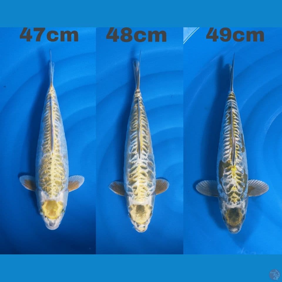 Antikan Kawarimo Jumbo Bulky