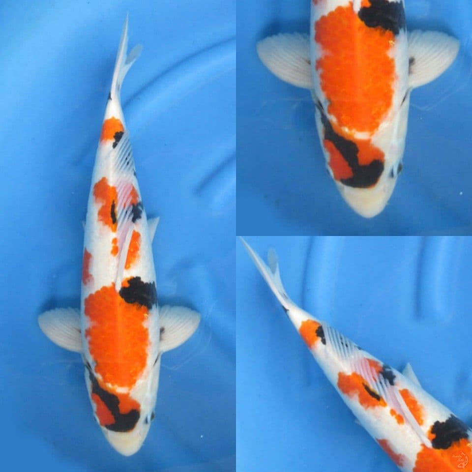49cm Kindai Showa Jumbo