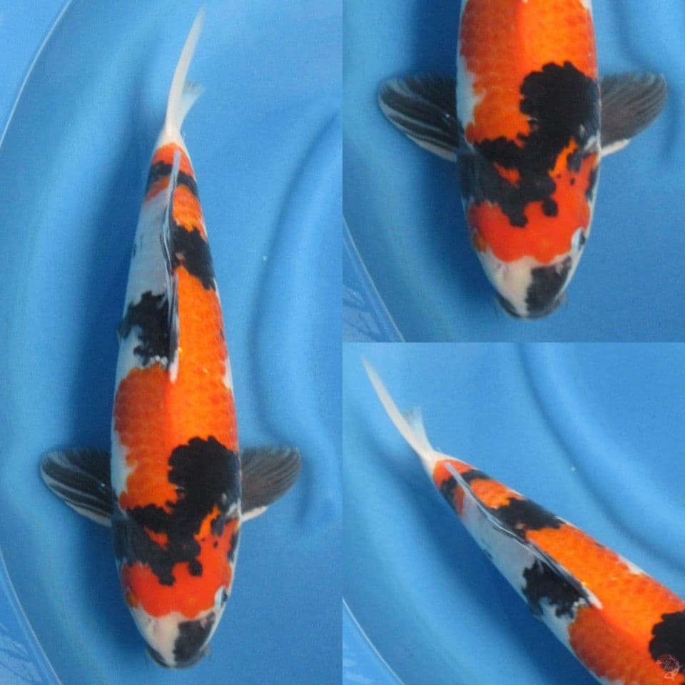 45cm male , Showa Sanshoku