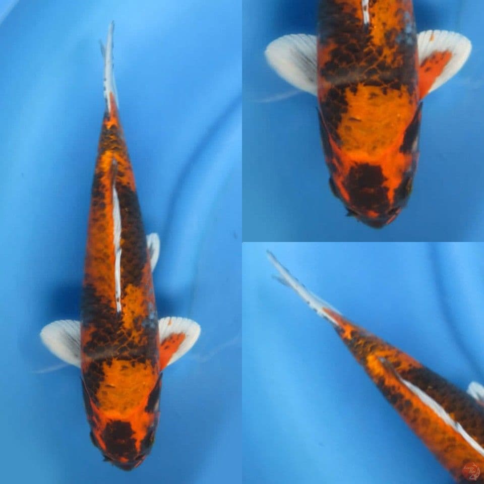 39cm kin Utsuri