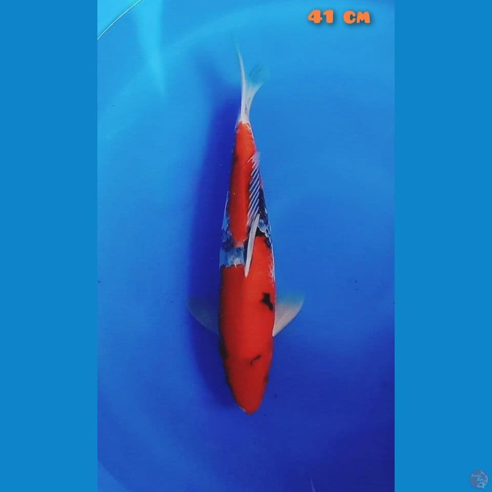 showa tategoi 41cm