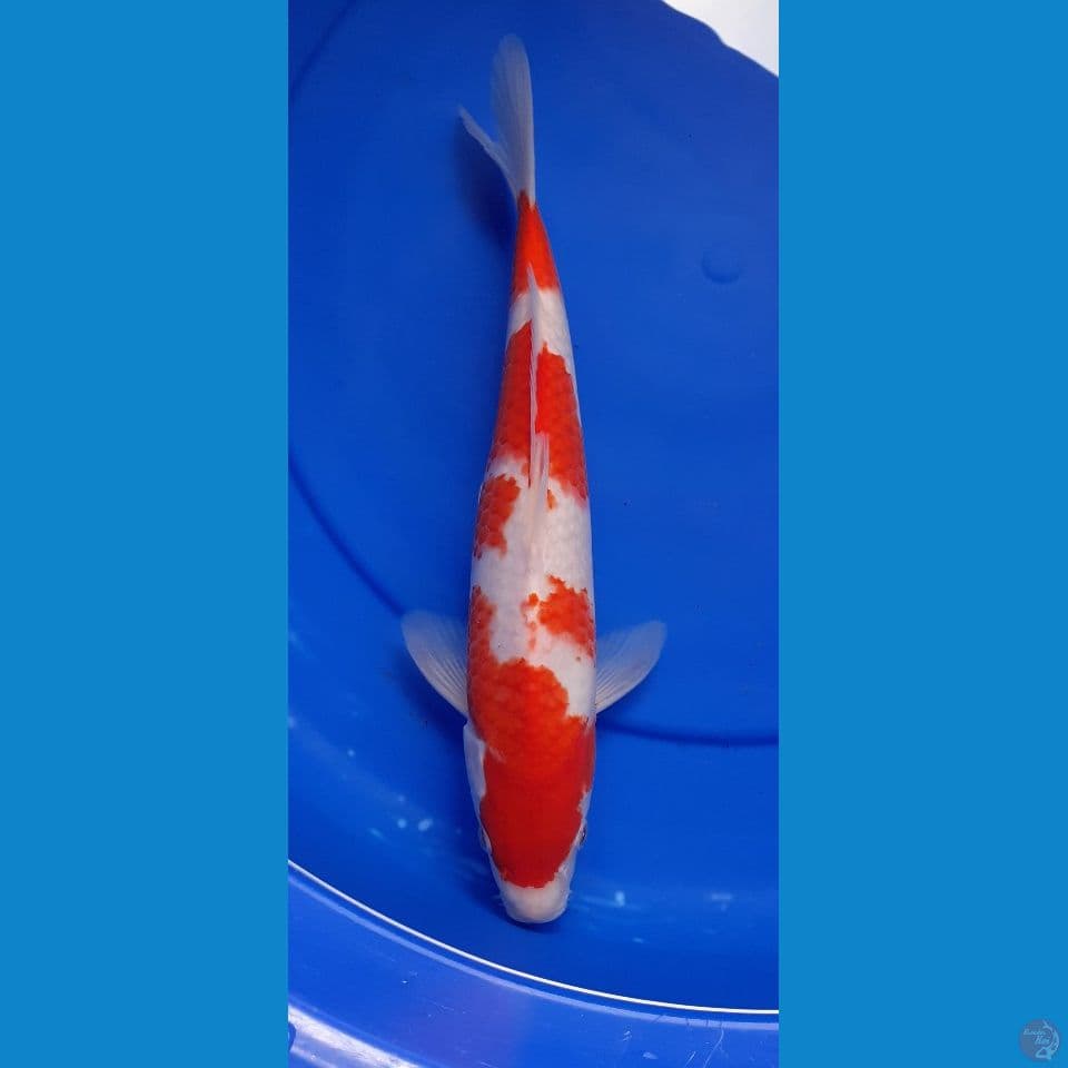 KOHAKU 32CM MALE