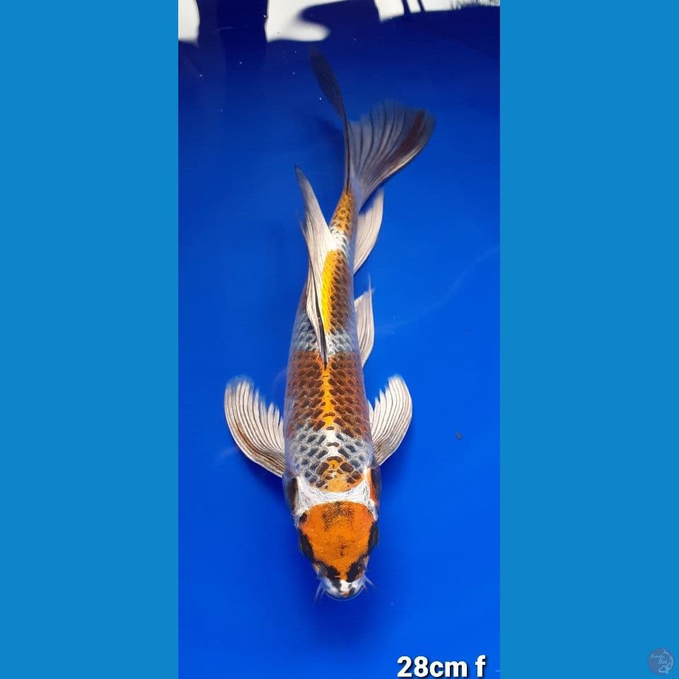 KOGANE OCHIBA 28cm FEMALE