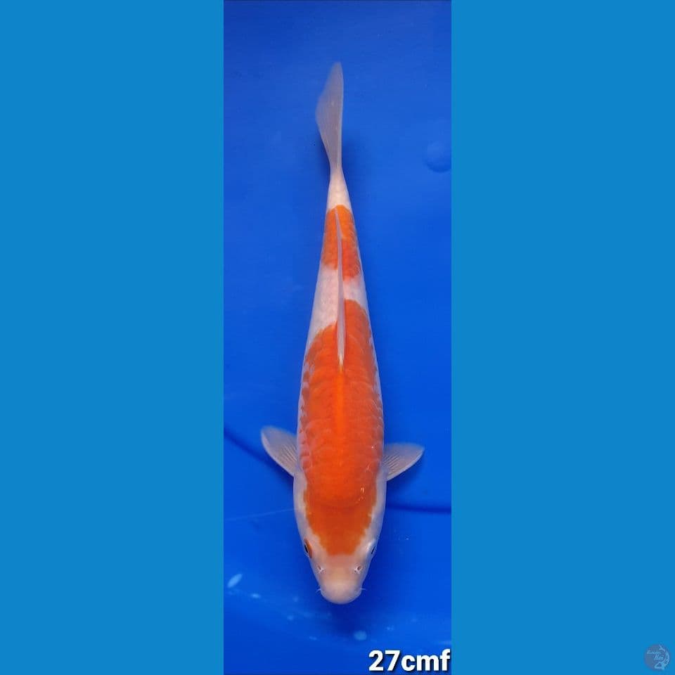 KARASIKOYO ARAGOKR 27CM FEMALE