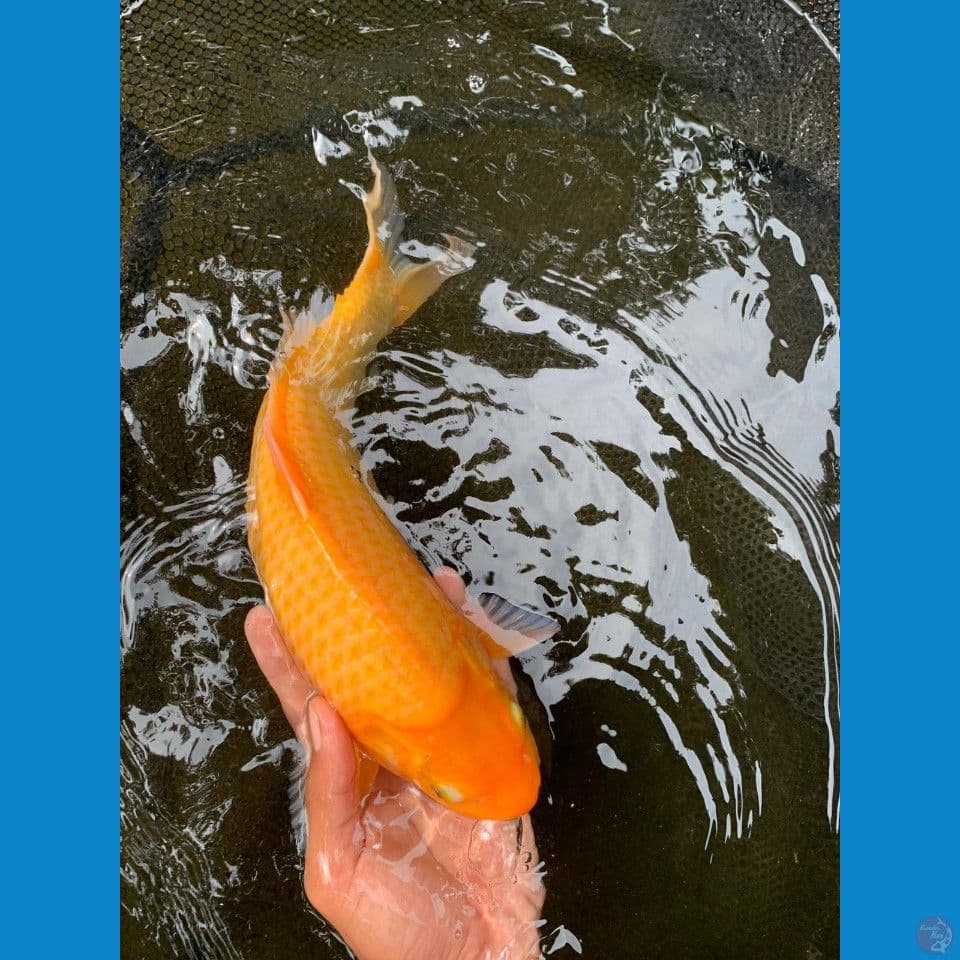 karasi 32 cm