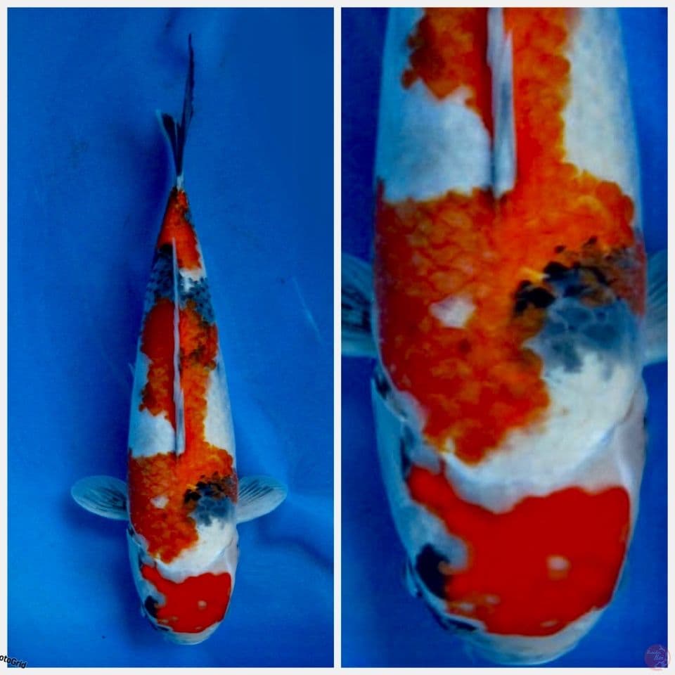 Showa maruten F1 sakai 37cm