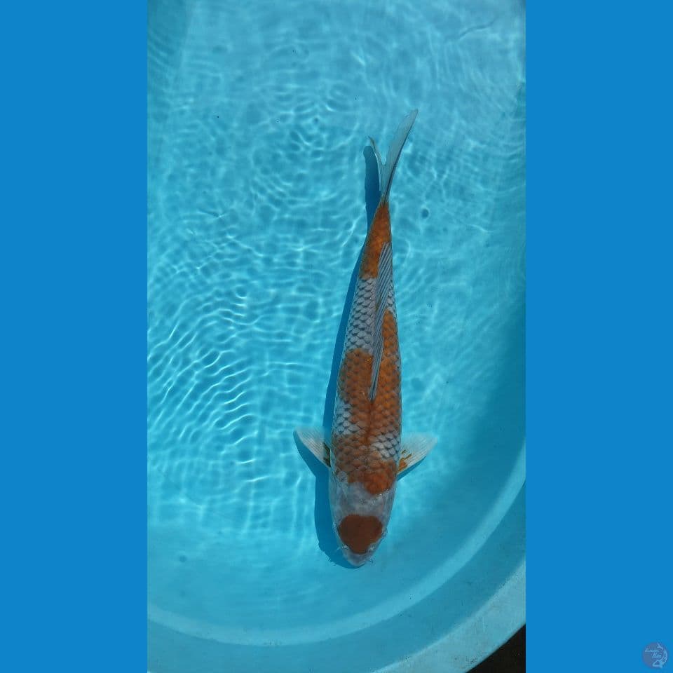Maruten OCIBA 43Cm.