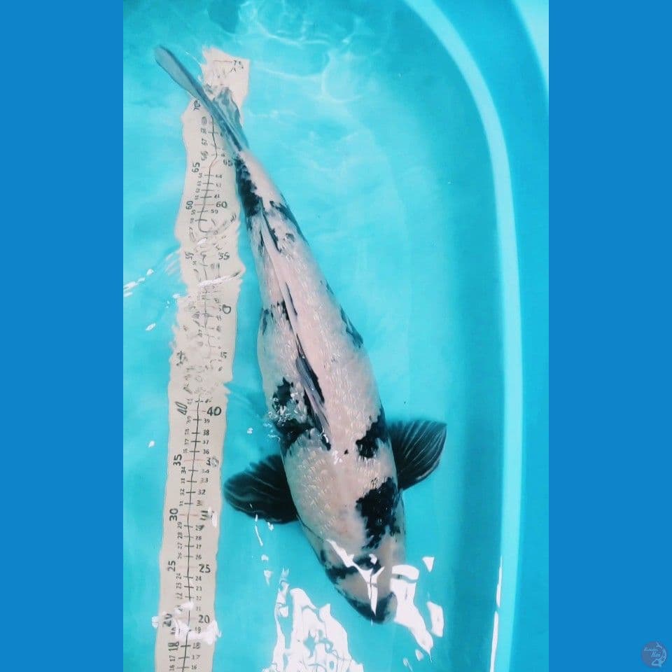 Shiro ginrin 55 cm punuk