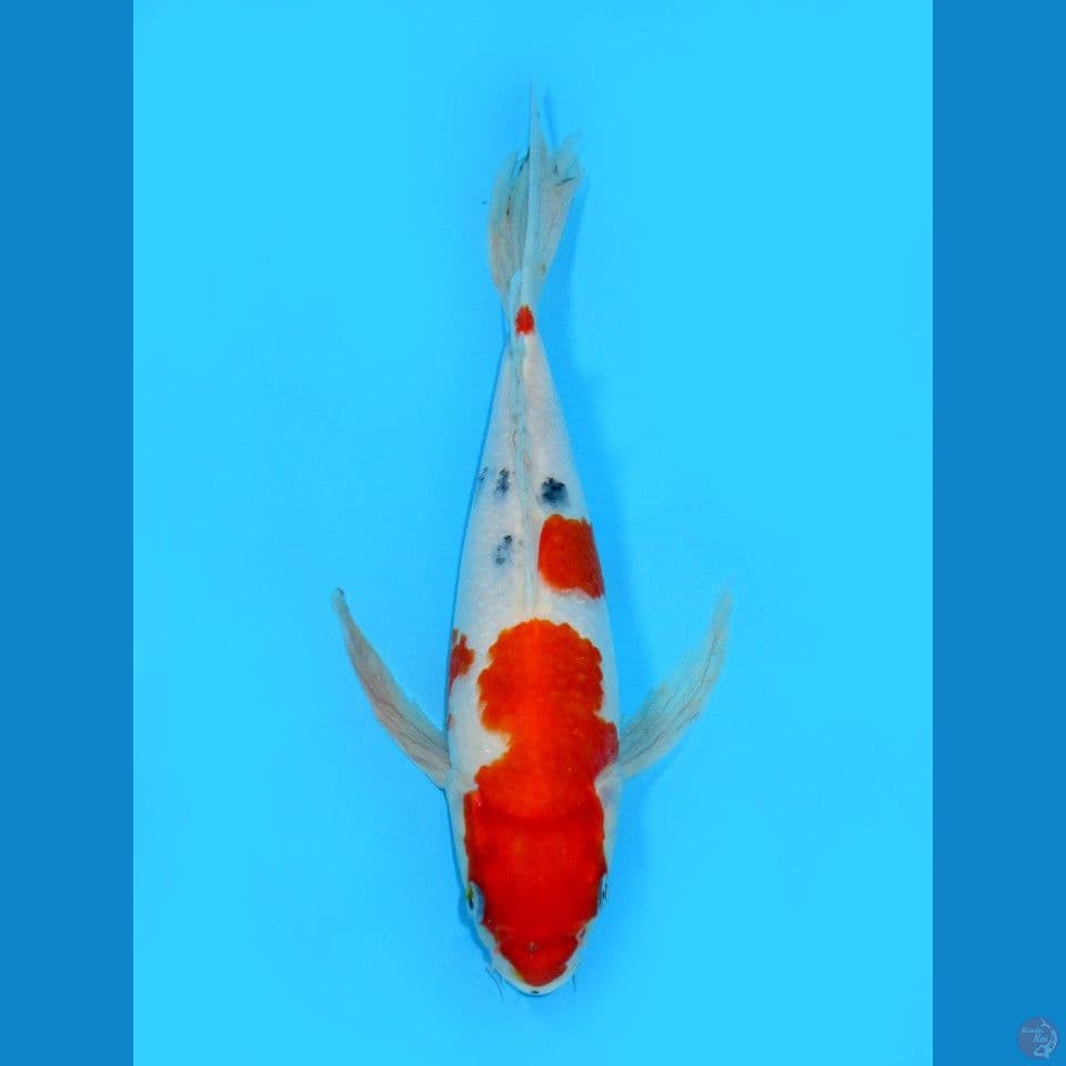 KUMPAY SANKE, 35CM