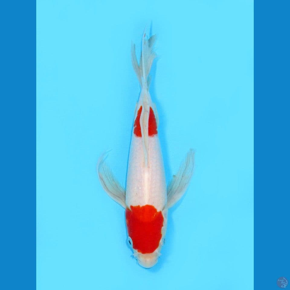 Kumpay Nidan Kohaku, 23CM