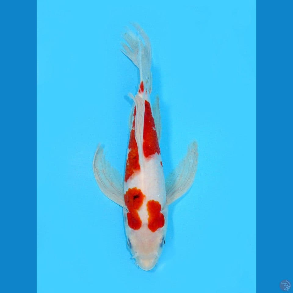 Kumpay Sanke, 31CM