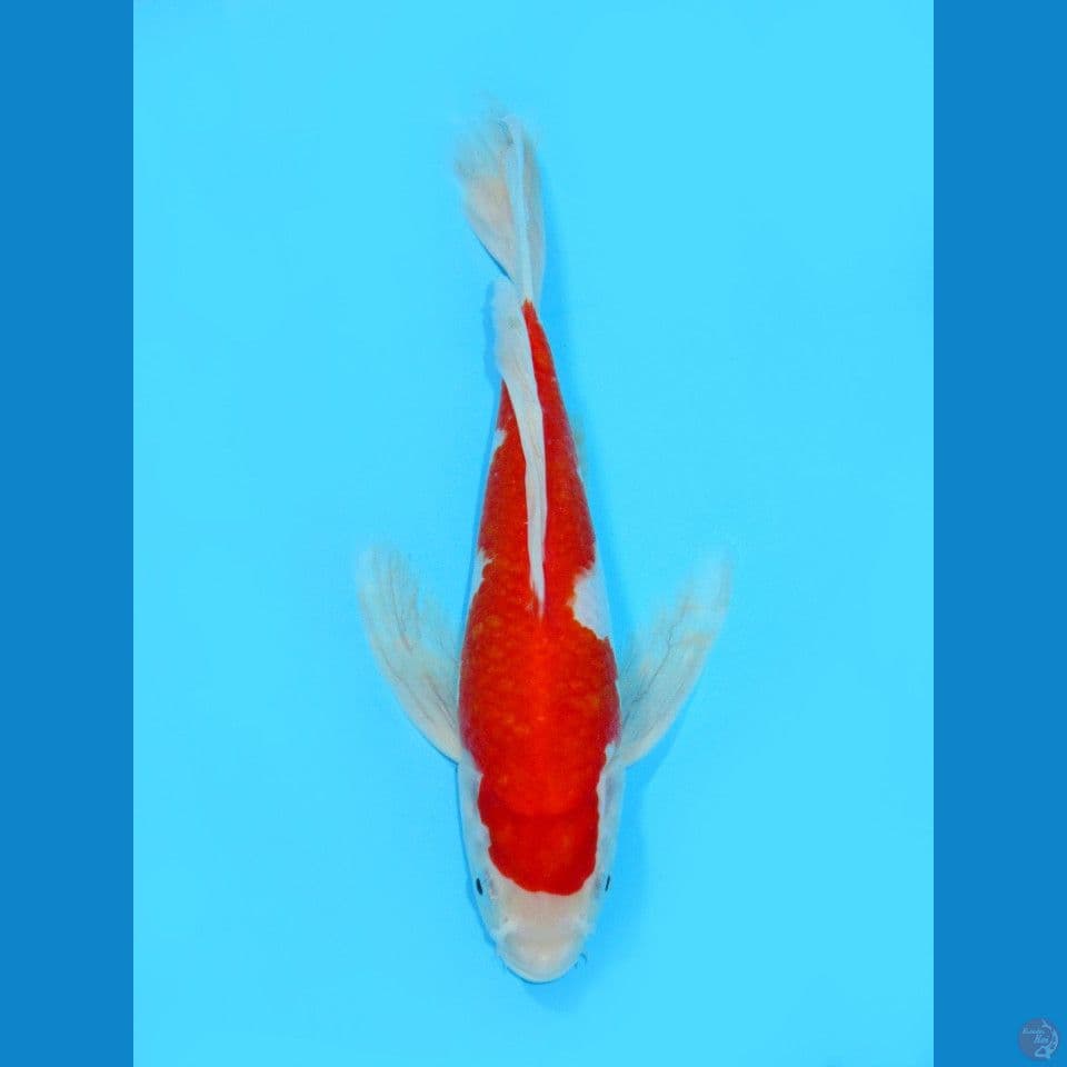 Kumpay Inazuma Kohaku, 27CM