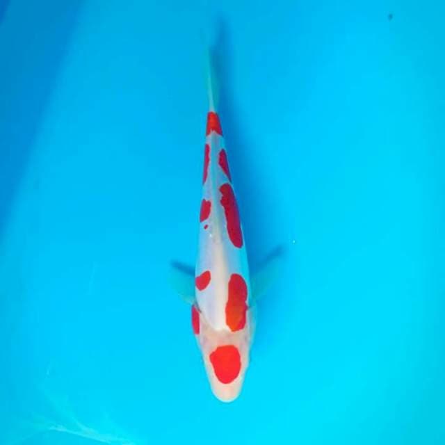 Kohaku doitsu