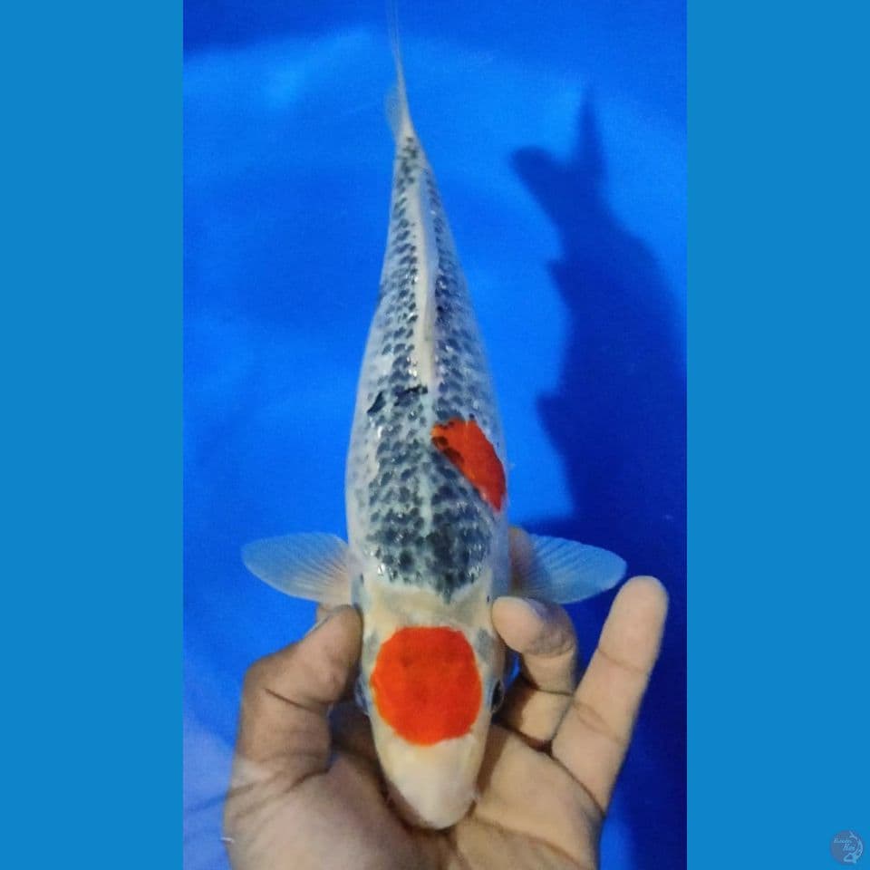 GOSHIKI 33CM