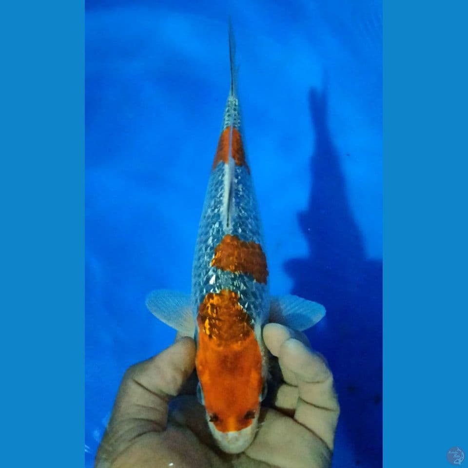 GINRIN 29CM