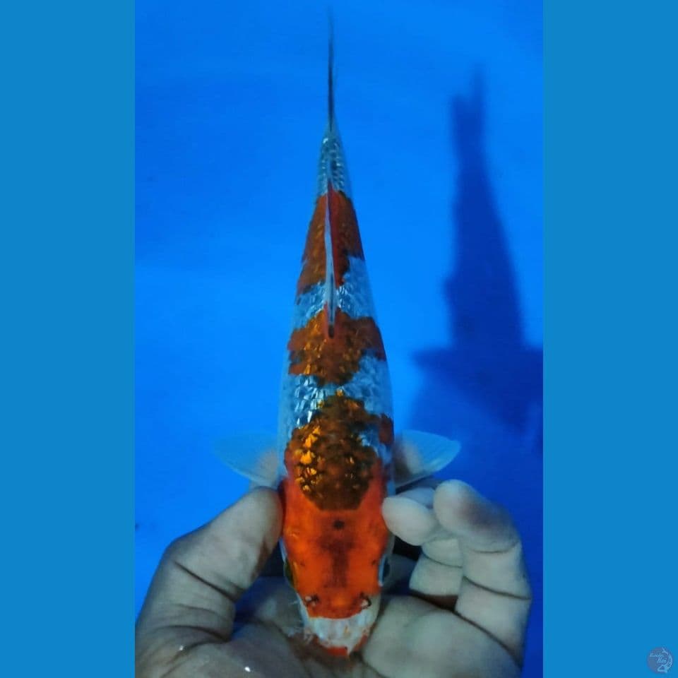 GINRIN 25CM