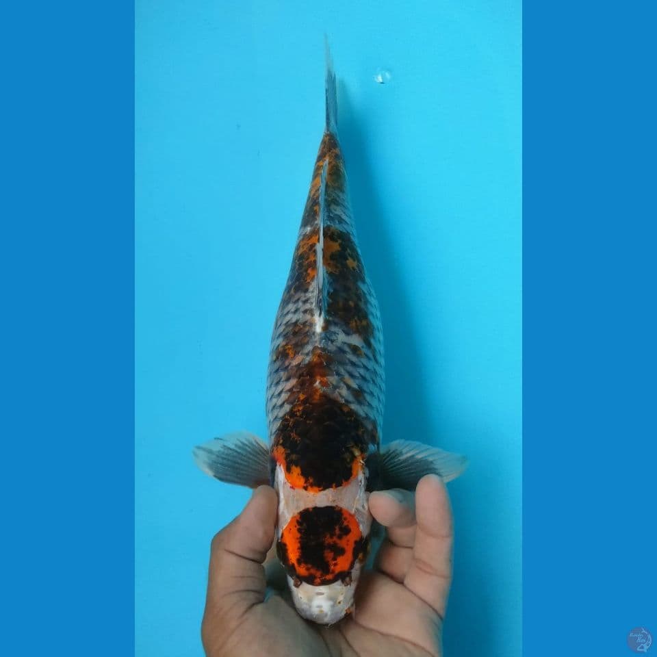 MARUMATSU 35CM
