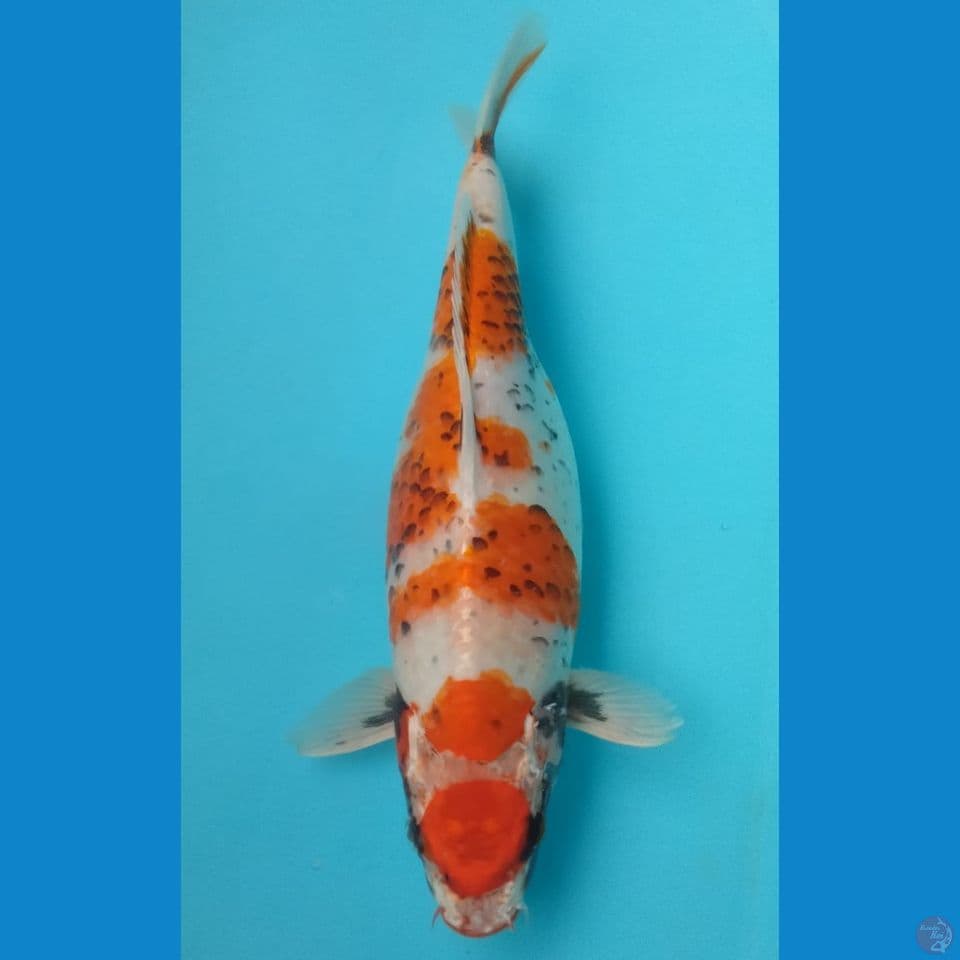 KAWABAKE 36CM