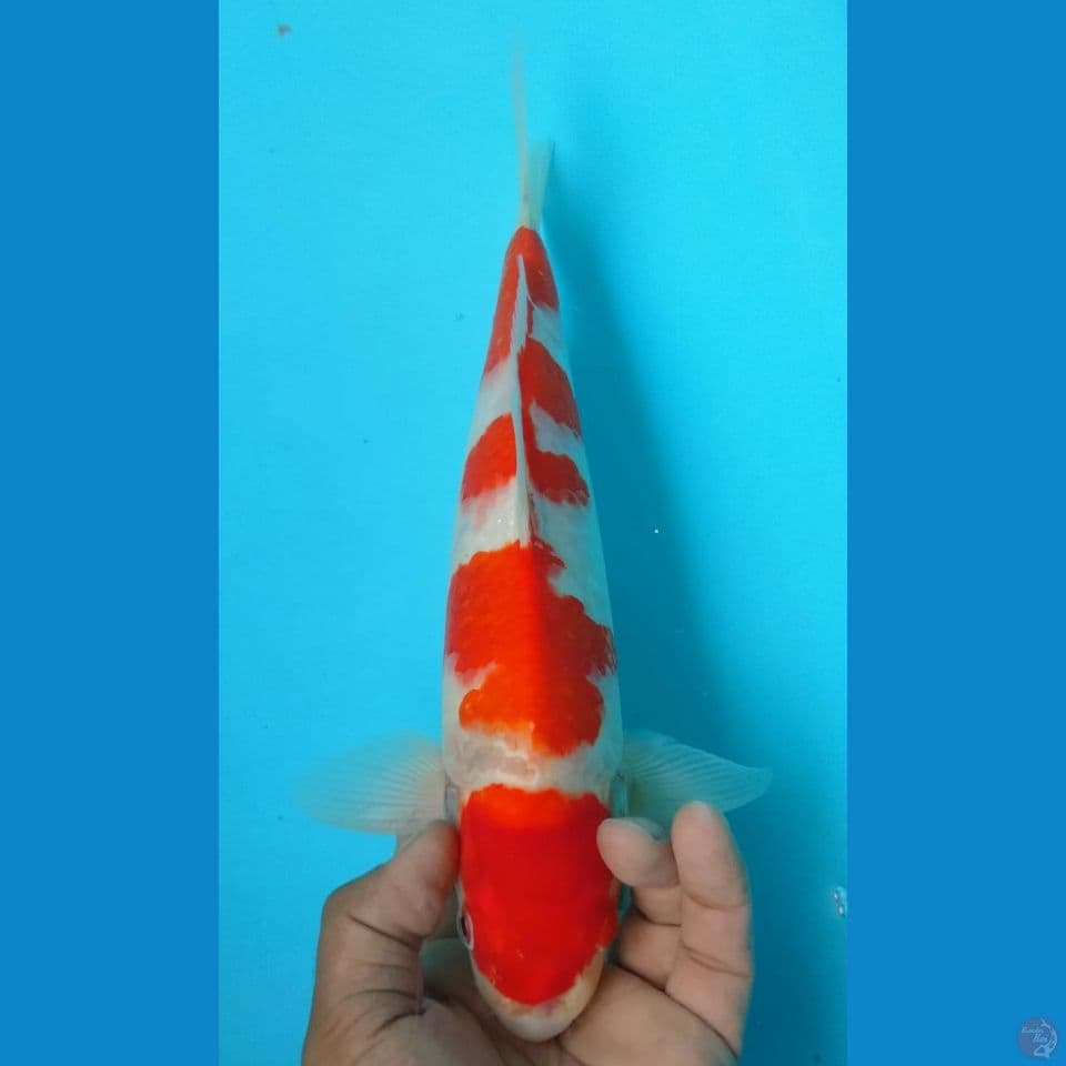 KOHAKU 32CM