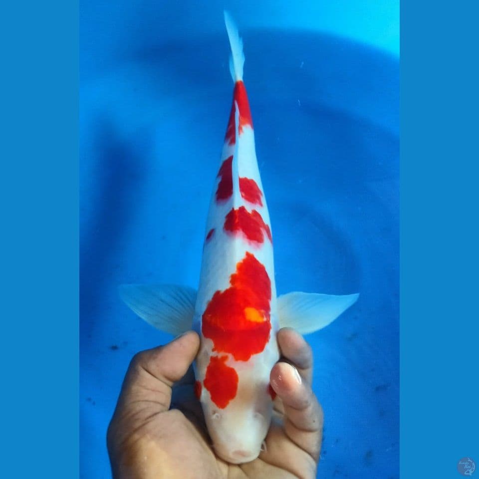 KOHAKU 40CM