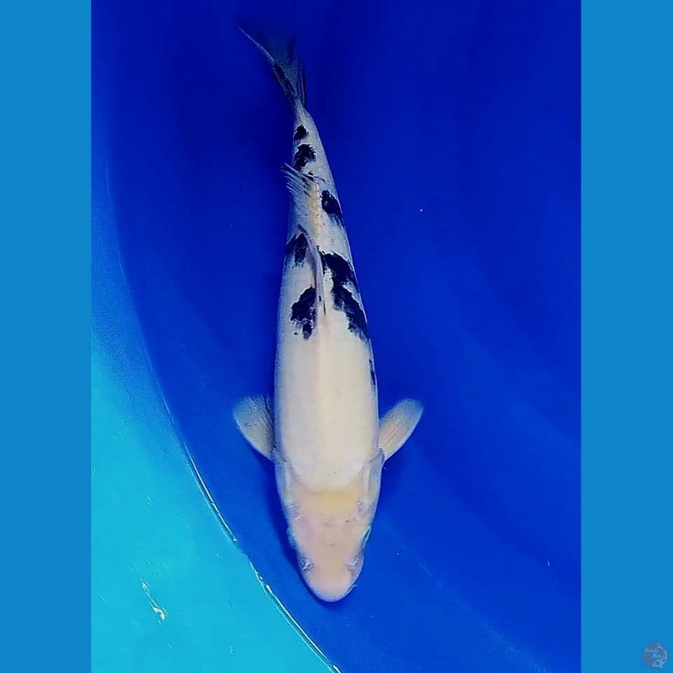 30cm bekko ml