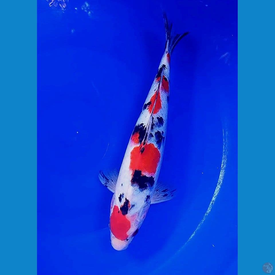 32cm maruten sanke