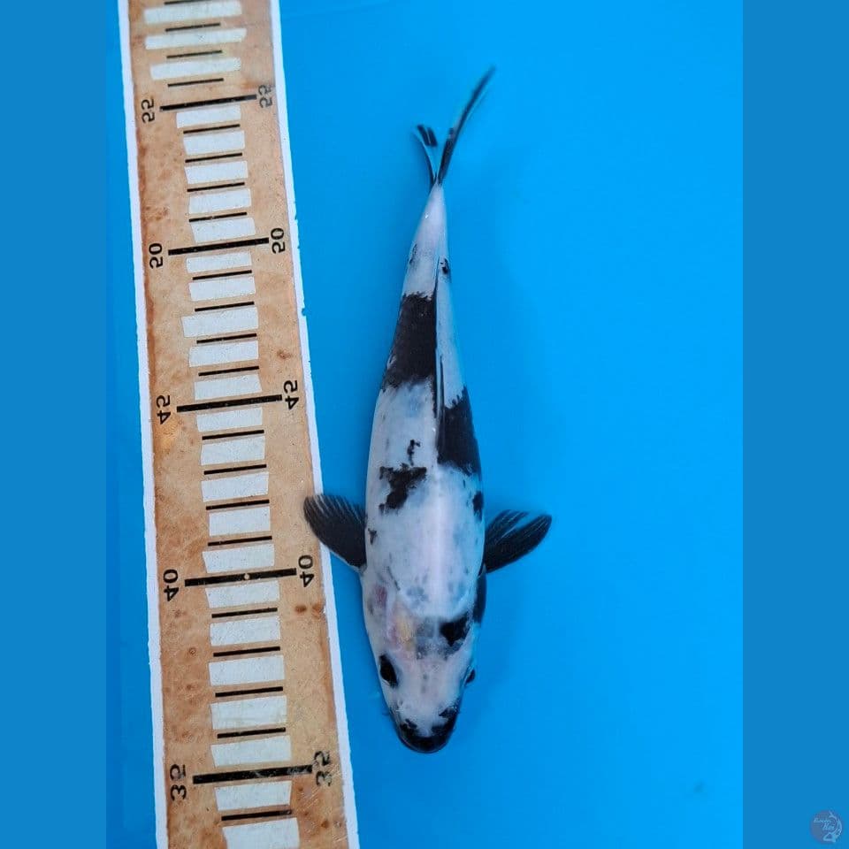 F1 SHIRO 18CM