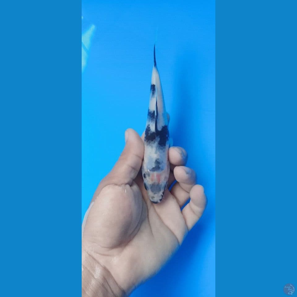 maruten shiro 16 cm