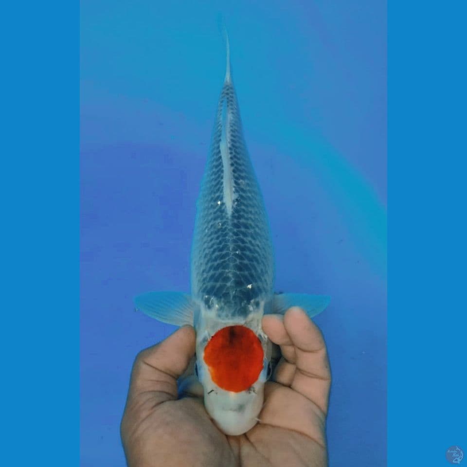 TANCHO GOSIKI 34CM