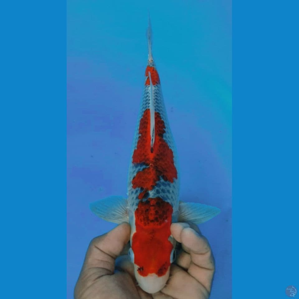 GHOS MALE 32CM