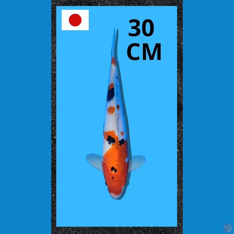 Sanke Import Sertifikat 30 cm male