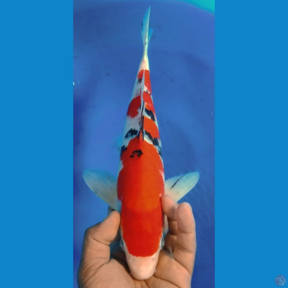 SANKE 35CM
