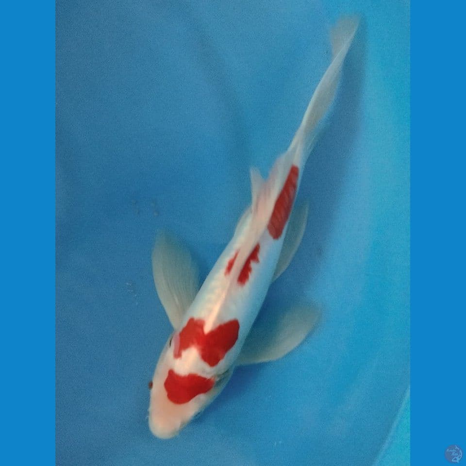 KOHAKU 32CM