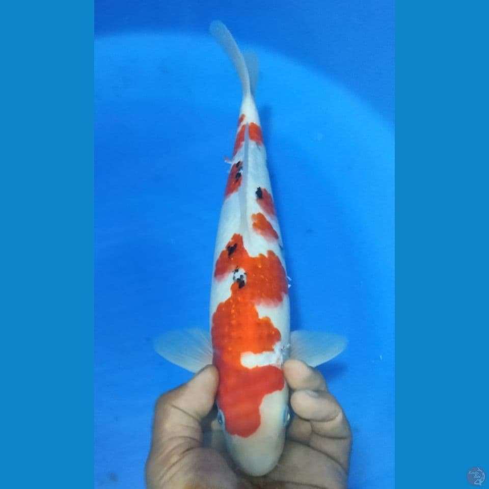 SANKE 35CM