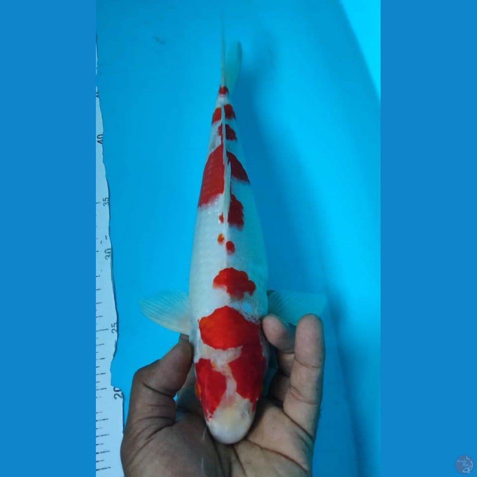 HIKARY 32CM