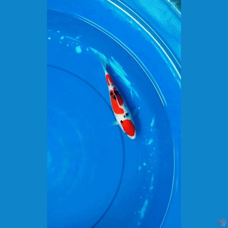 Sanke SQ 24 cm