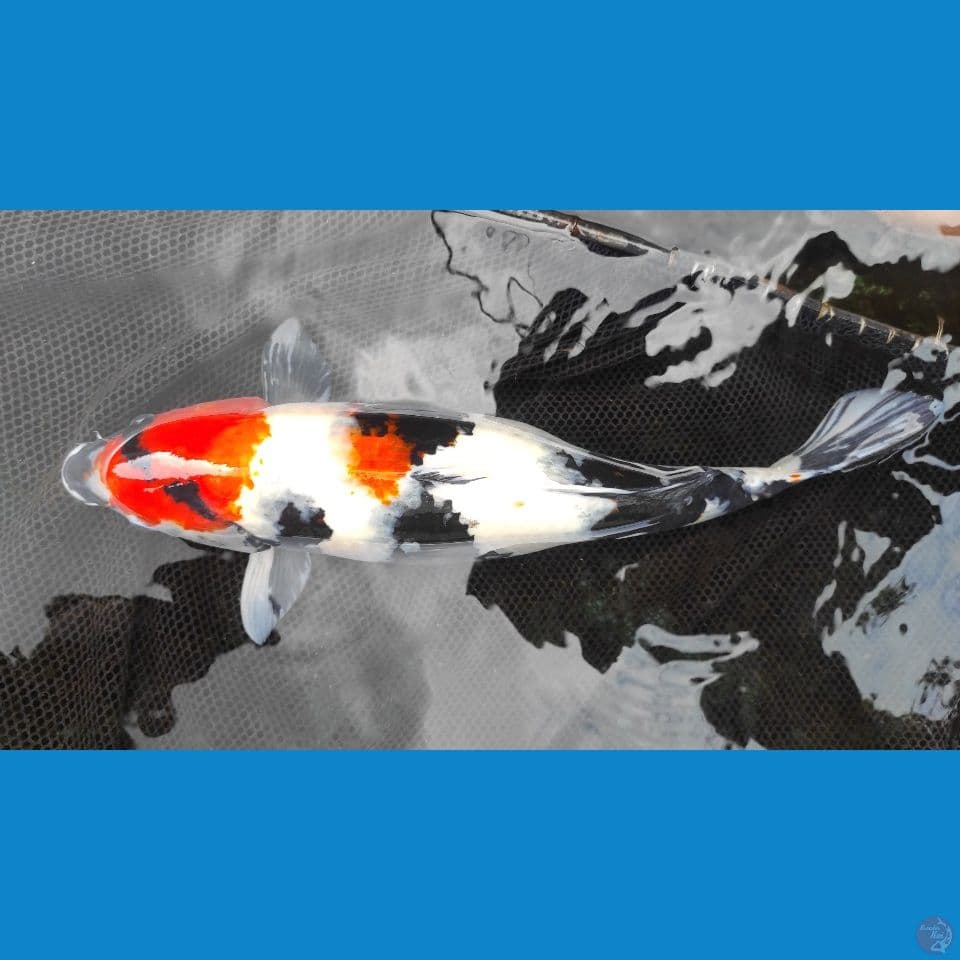 showa 47cm